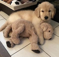 a puppy laying on the floor next to a stuffed animal