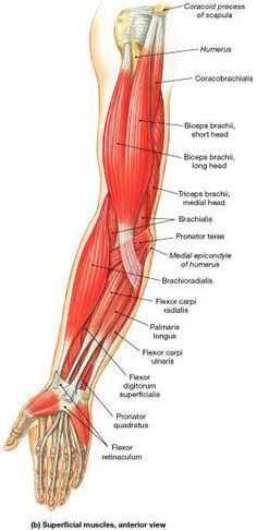 the muscles are labeled in this diagram, and there is also an image of them