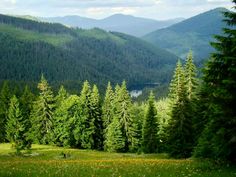 the mountains are covered with trees and flowers