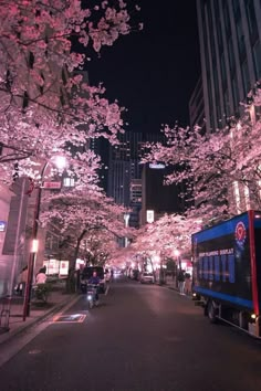 cherry blossom trees line the street at night