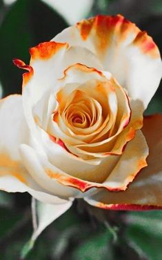 an orange and white rose with green leaves