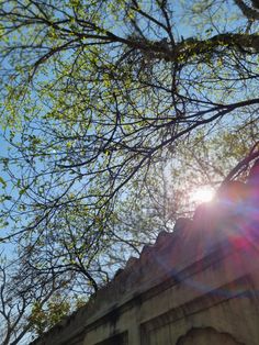 the sun shines brightly through the branches of a tree in front of a building