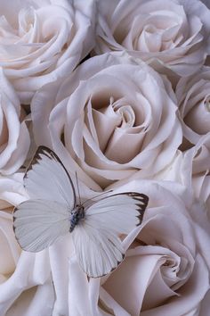 a white butterfly sitting on top of pink roses in the middle of it's wings