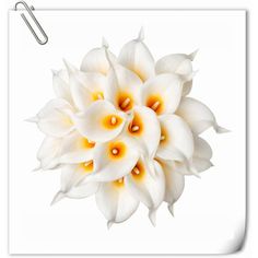 a bunch of white flowers with yellow centers on a white background and clippings