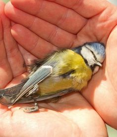 a small yellow and blue bird sitting on top of someone's palm in the sun