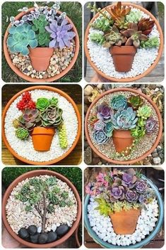 four pictures of different types of succulents in pots on the same planter