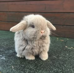 a small rabbit sitting on top of a green floor