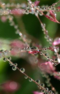 drops of water on a plant with pink flowers in the backgrounnds