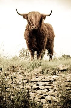 a brown bull standing on top of a grass covered field next to a stone wall