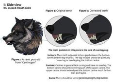 an animal's teeth and mouth are labeled in this diagram, which shows the differences between them