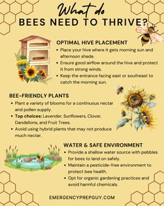 bees need to hivehive info sheet with honeycombs and sunflowers