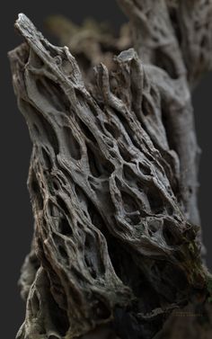 an old tree branch with some green leaves growing out of it's bark, against a black background