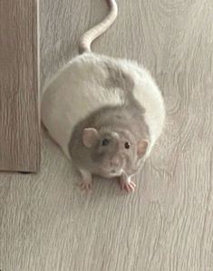 a white rat sitting on top of a wooden floor next to a door way and looking up at the camera