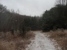 a snowy path in the middle of a forest