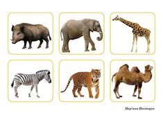 four different types of wild animals are shown in this picture, including zebras, rhinoceros, and giraffes