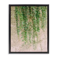 an image of some green plants hanging from the side of a wall with black frame