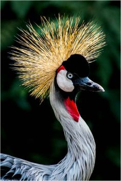 a close up of a bird with a mohawk on it's head