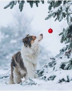 a dog standing in the snow looking up at a red ornament hanging from a tree