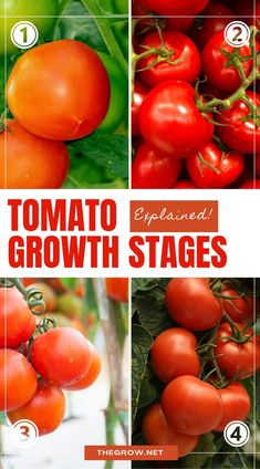 tomatoes growing on the vine with text overlay that says tomato growth stages