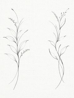 two black and white drawings of plants on paper