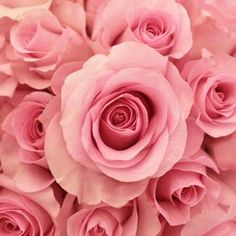 pink roses are arranged together in this close up photo