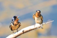 two birds sitting on a branch with their beaks open