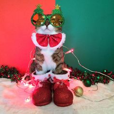 a cat dressed up as santa clause sitting next to christmas decorations