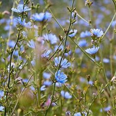 some blue flowers are growing in the grass