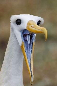 a close up of a bird with it's mouth open