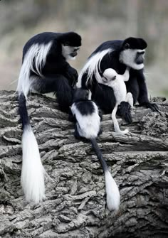 two black and white monkeys sitting on top of a tree branch with one holding the baby