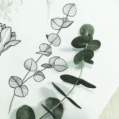 some leaves and flowers on a white paper