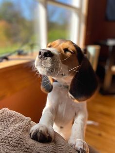 a beagle puppy sitting on top of a bed looking up at something outside the window