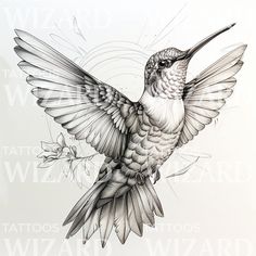 a drawing of a hummingbird in flight