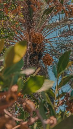 the top of a palm tree with fruit hanging from it's branches and leaves