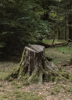 a tree stump in the middle of a forest