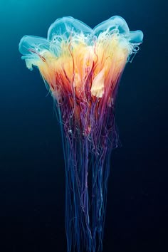 an underwater jellyfish in the water with its colorful tentacles floating around it's head