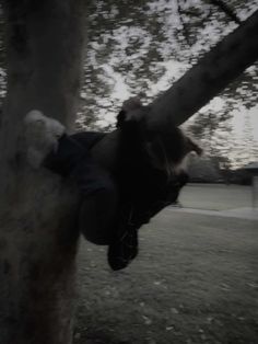 a teddy bear is stuck in the trunk of a tree with its head hanging down