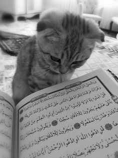 a cat sitting on top of an open book next to a table with writing on it