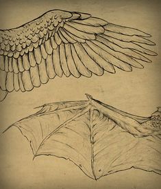 two drawings of wings and a bat