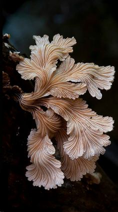 a close up of a mushroom growing on a tree