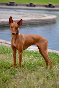 a small brown dog standing on top of a lush green field next to a lake