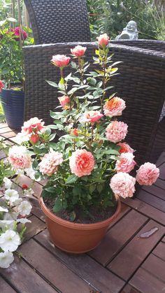 a potted plant with pink and white flowers sitting on a wooden deck next to wicker chairs