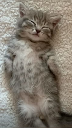 a small kitten sitting on top of a white blanket