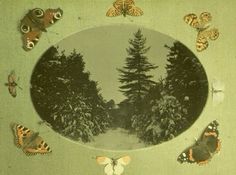 an image of some butterflies in the middle of a circle with trees and snow on it