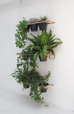 three hanging planters filled with green plants on wooden shelves in a white walled room