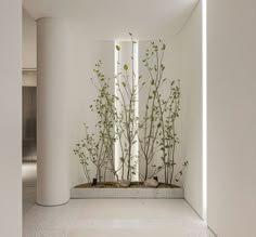 an empty room with white walls and plants on the wall