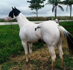 a white and black horse standing on top of a lush green field