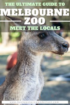 the ultimate guide to melbourne zoo meet the locals