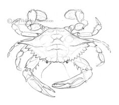 a drawing of a crab with two claws on it's back and one claw in the