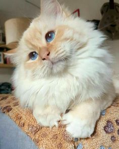 a fluffy white cat with blue eyes sitting on a person's lap